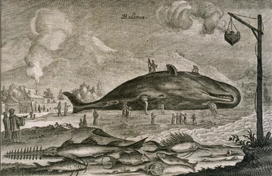 Ein gestrandeter Pottwal mit einer Vielzahl anderer Fische aus chinesischen Gewässern, 1665